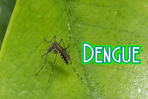 ¿Qué es el Dengue?